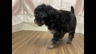 ハーフ犬の動画01