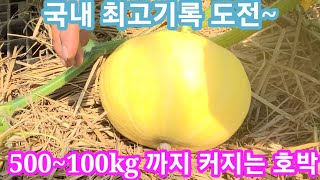 호박무게 500~1000KG 까지 커지는 슈퍼호박 국내기록 도전 합니다~