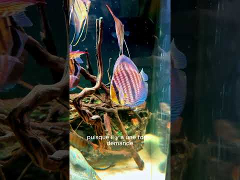 Discus Heckel Rio Negro & Scalaires Santa Isabel Sauvages XL – Stock Rare en France 🇫🇷)