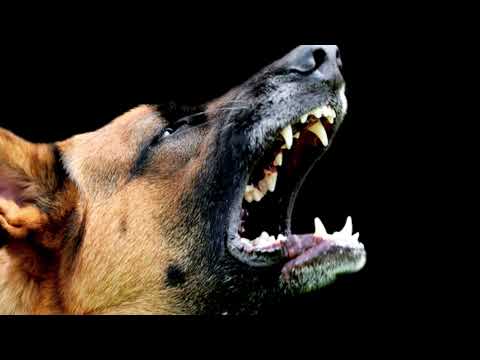 Dog barking sound continuously mp3 || bhaiya choudhary2635