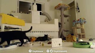 Sigma plays for the first time!  TinyKittens.com