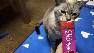 2018.11.28今日のらにとぽんず。二人とも食欲旺盛でよいね！