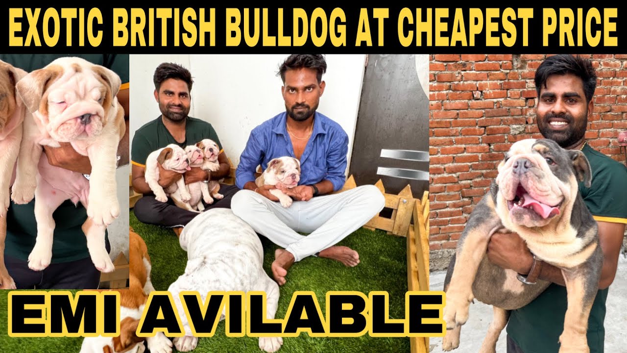Exotic British Bulldog At Cheapest Price In India | English Bulldog at cheapest price| Prateek Kumar