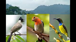 Download lagu ~suara pikat burung kutilang ribut ,kemande(cabe cabean ),sogon ontong~✓ mp3 Download lagu ~suara pikat burung kutilang ribut ,kemande(cabe cabean ),sogon ontong~✓ mp3