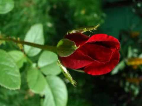 Milan Bačić - Svim ovim divnim ženama