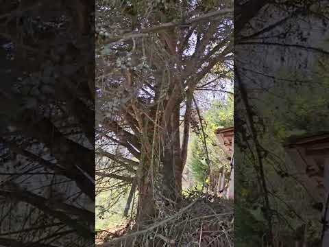 Lugares geniales y maravillosos por San Pablo Cajamarca Perú #MochilerosInterestelares