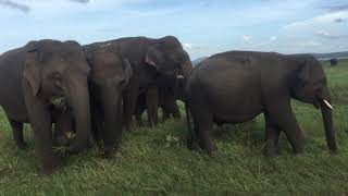 preview picture of video 'Elephants_Minneriya national park'