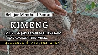 Download lagu Learn to make kimeng (Ficus Microcarpa) bonsai | Bonsai growers cultivation and root program mp3