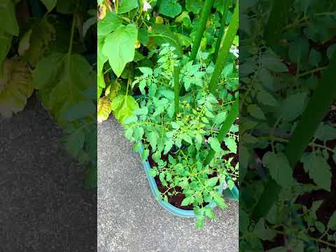 2024年に室内でトマトの苗を植え始めるのはいつですか?  庭園