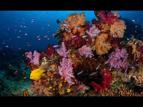 Regulated vs. unprotected Pacific reefs and warming