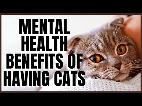 7 Amazing Mental Health Benefits of Having Cats, No. 2 Will Surprise You