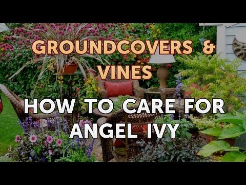 How to Care for Angel Ivy