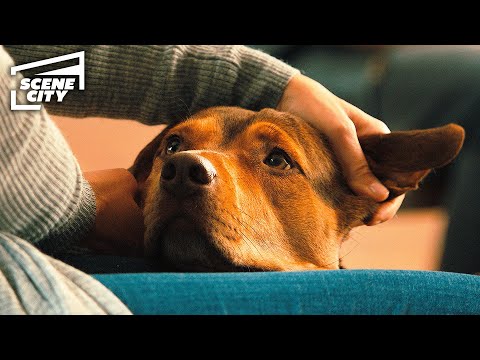 Bella Comforts Veterans at Therapy Session | A Dog's Way Home (Jonah Hauer-King, Alexandra Shipp)