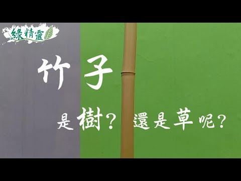 竹子是樹還是草