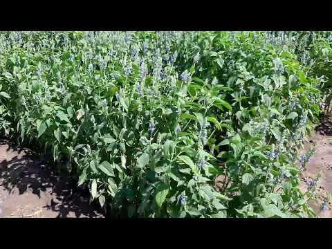 Чіа після інтенсивного дощу 23.07.25