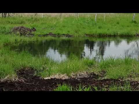 Zvuky skokana skřehotavého (pelophylax ridibundus)