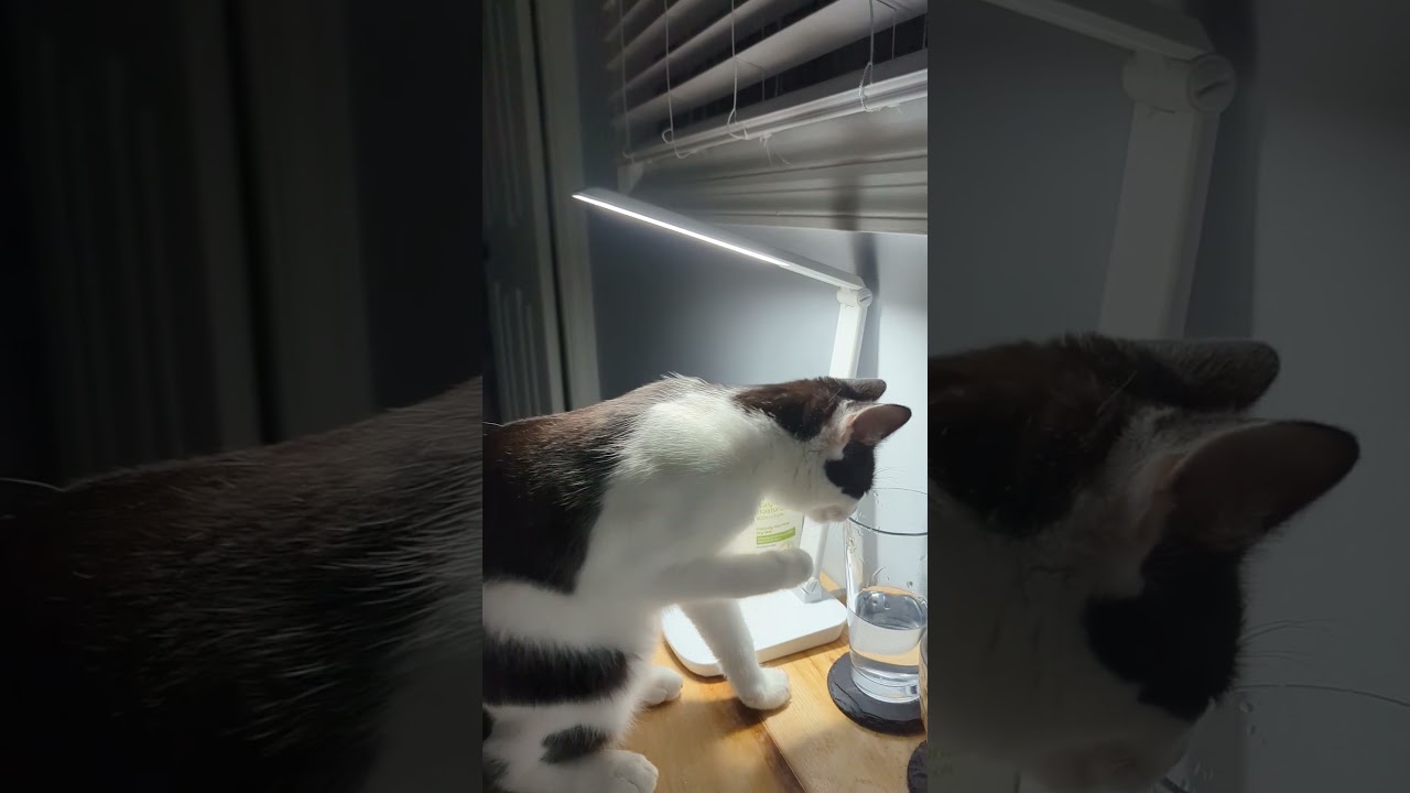 Enlarge Freckle, a Adoptable Domestic Short Hair in Beaufort, SC video 2/6