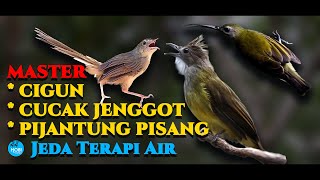 Download lagu MASTER CIGUN CUCAK JENGGOT PIJANTUNG PISANG Jeda Terapi Air mp3