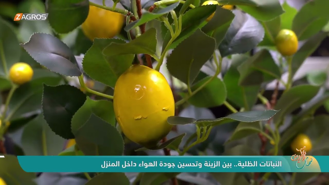 فيديو | النباتات الظلية .. بين الزينة وتحسين جودة الهواء داخل المنزل | نسمات زاكروس