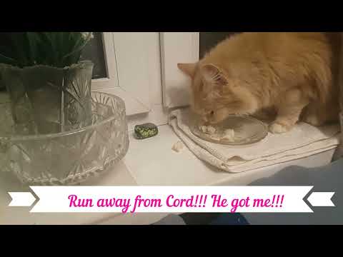 Alka beloved beauty, beauty