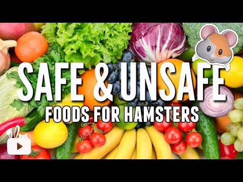 SAFE and UNSAFE foods for hamsters!