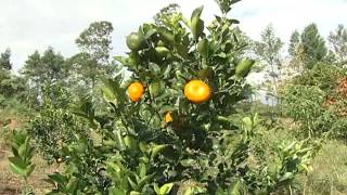 Implantação e manejo de Sistemas Agroflorestais