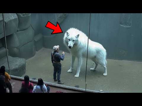 Dire Wolf Brought Back After 13,000 Years. Scientists Filmed The UNTHINKABLE