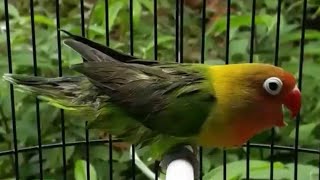 Download lagu Lovebird konslet mesam mesem ngekek gaya robot mp3