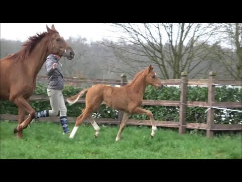 *2019 Hengst von Le Vivaldi - Rubin Royal  SOLD!!!