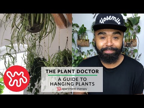 A Guide To Hanging Plants | The Plant Doctor Video