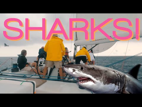 Rolex China Sea Race 2023 - Part 3