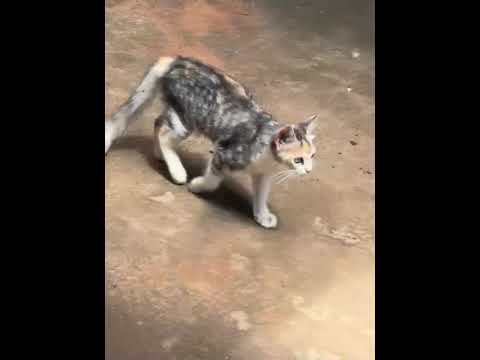 Vídeo de As trigêmeas 