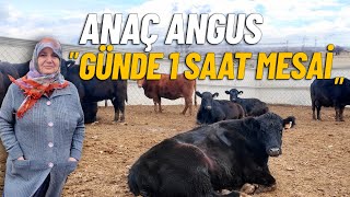Eskişehir'de Damızlık Anaç Angus İşletmesi | Aile Tipi İşletme