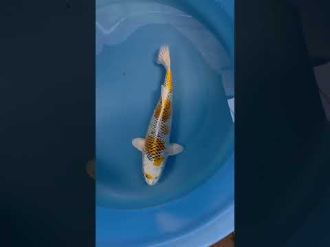 Video Vorschau in Japan