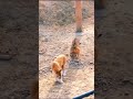 Male Tiger Attack on Female Golden Tigon