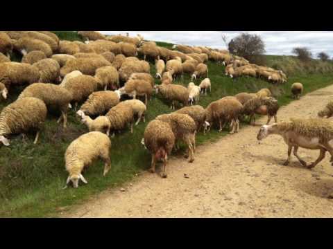 Jakobsweg Camino 2016