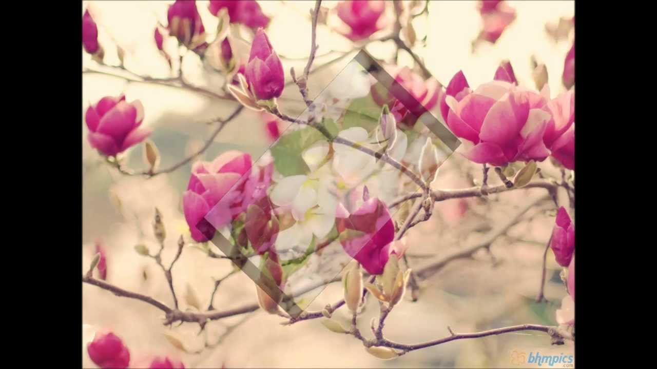 Aaja Re Aaja Sajna Lyrics | Return Of Jewel Thief | Dev Anand, Dharmendra | Alka Yagnik | Jatin Pandit, Lalit Pandit