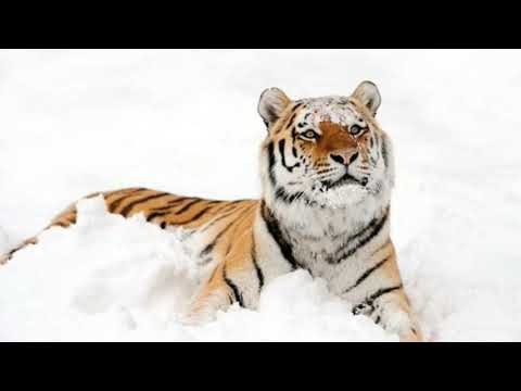 Interesting Facts About Siberian Tigers