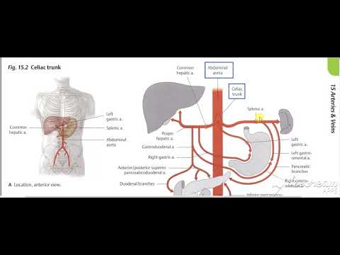 Stomache arterial supply 2