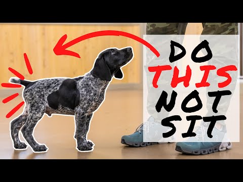 Whoa Training Bird Dog Puppies First Step - Teach Stand