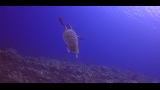 preview picture of video 'Diving Tulamben & Nusa Penida, Bali [Go Pro HD]'