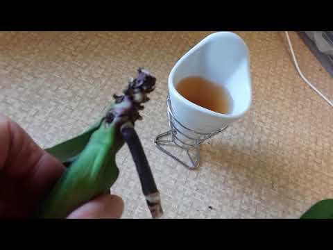 The phalaenopsis I won't give up on may have fusarium