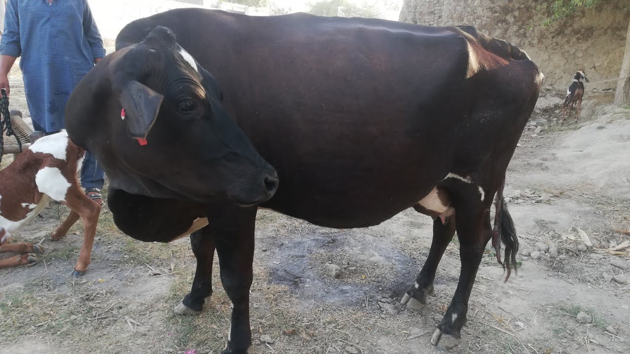 Freezin cros cow and Neeli bafflow for sale in Pakistan on YouTube 11-6-2019
