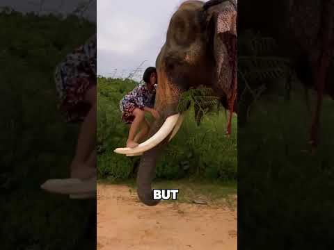 Watch This Girl and Elephant Figure Out the Perfect Way to Ride 🐘👧