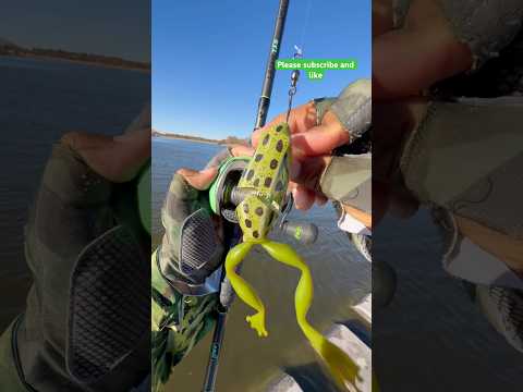 Tips Casting a Baitcaster with frog for Bass#fishing#frog#viralvideo#shortsvideo#youtubeshorts#tips