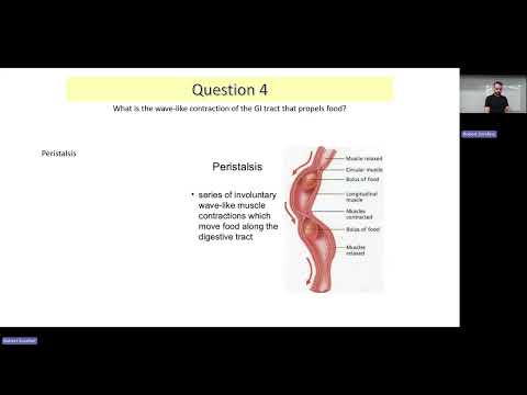 Corso intensivo sull'apparato digerente