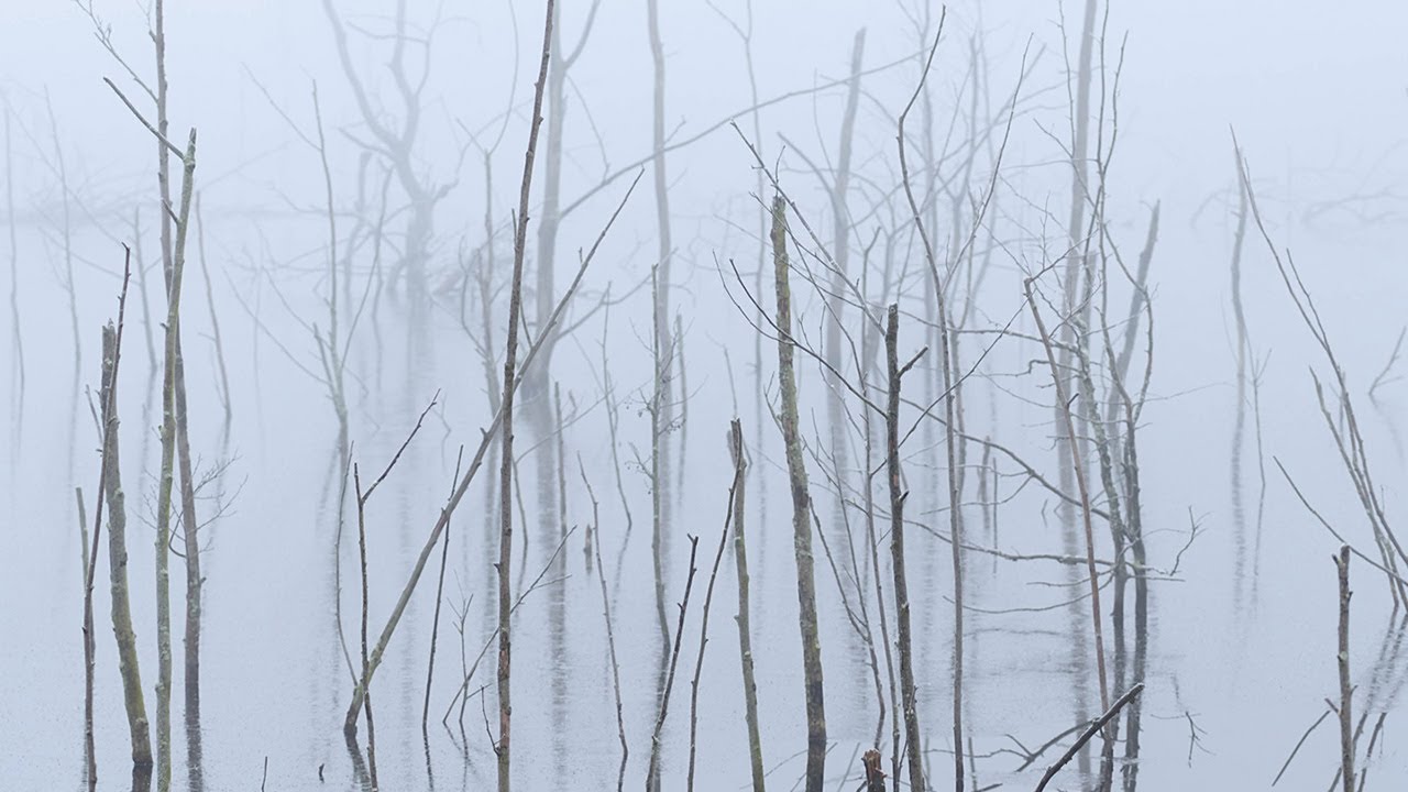 Olhava - Frozen Bloom (Full Album Premiere)