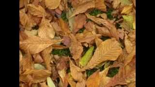 Leaves in the Botanical Gardens