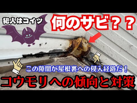 【注意】たった2cmの隙間でコウモリが住み着く…塗装現場で実際に起きた話