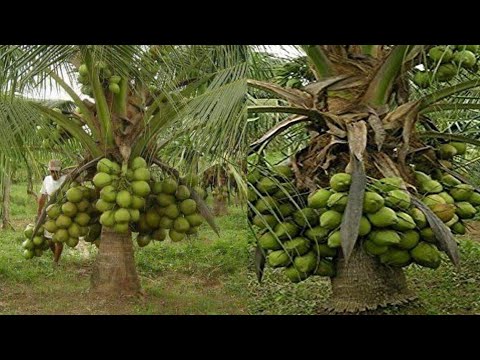 How to Make Coconut Hold More Fruits | New Video 2022 || Easy way 100% work - coconut crops